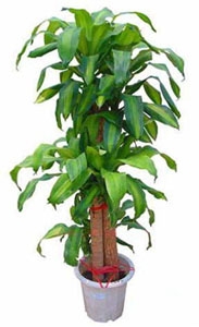 Tronchetto della Felicità