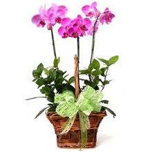 3 Steli di Phalaenopsis