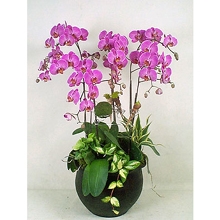 Felicità e Successo