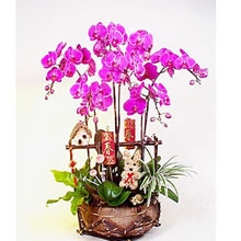 Herold des Frühlings