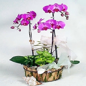 Orchidea Phalaenopsis