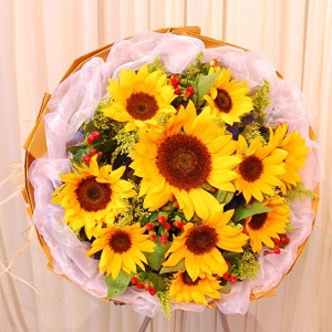 Sonnenblumen in Blüte