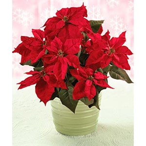 Poinsettia Rossa